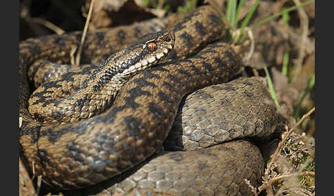 Kreuzotter (Vipera berus)