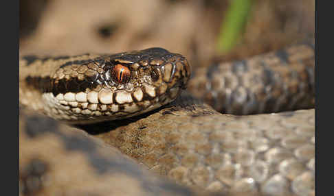 Kreuzotter (Vipera berus)