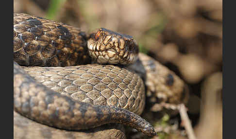 Kreuzotter (Vipera berus)