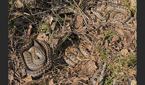 Kreuzotter (Vipera berus)