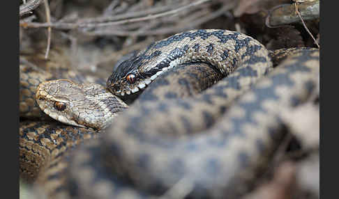 Kreuzotter (Vipera berus)