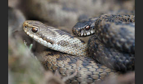 Kreuzotter (Vipera berus)