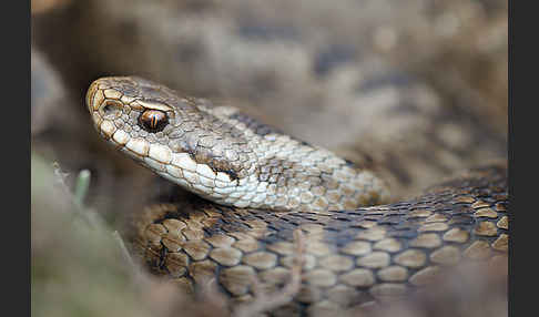 Kreuzotter (Vipera berus)