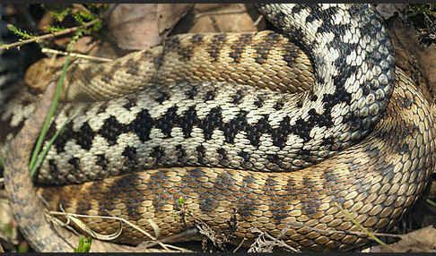 Kreuzotter (Vipera berus)