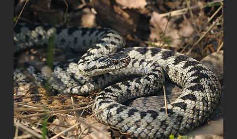 Kreuzotter (Vipera berus)