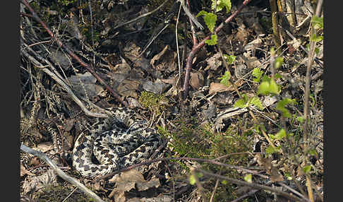 Kreuzotter (Vipera berus)