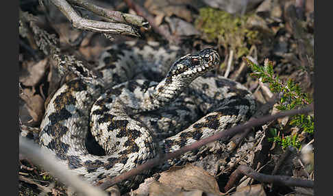 Kreuzotter (Vipera berus)