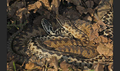 Kreuzotter (Vipera berus)