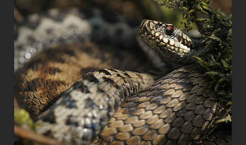 Kreuzotter (Vipera berus)