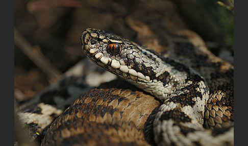 Kreuzotter (Vipera berus)