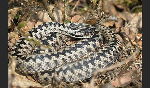 Kreuzotter (Vipera berus)