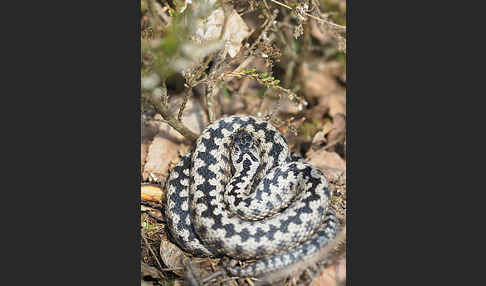 Kreuzotter (Vipera berus)