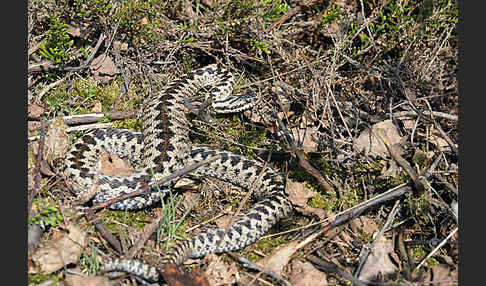 Kreuzotter (Vipera berus)