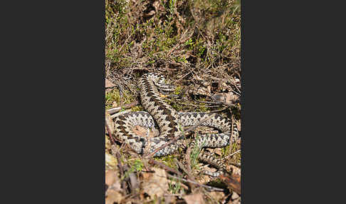 Kreuzotter (Vipera berus)