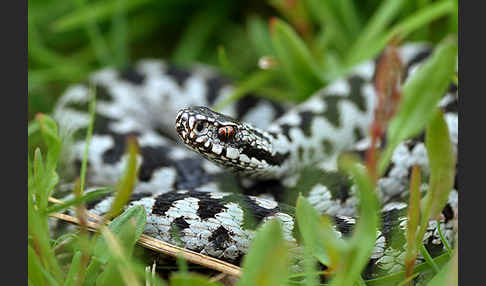 Kreuzotter (Vipera berus)