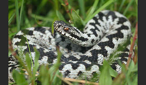 Kreuzotter (Vipera berus)