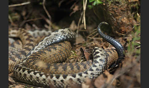 Kreuzotter (Vipera berus)