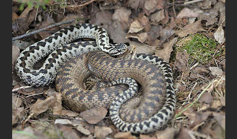 Kreuzotter (Vipera berus)