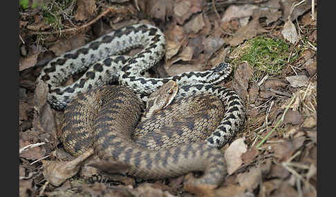 Kreuzotter (Vipera berus)