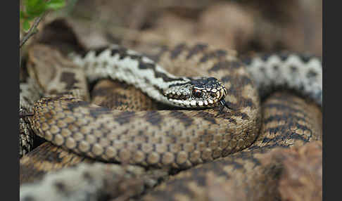 Kreuzotter (Vipera berus)