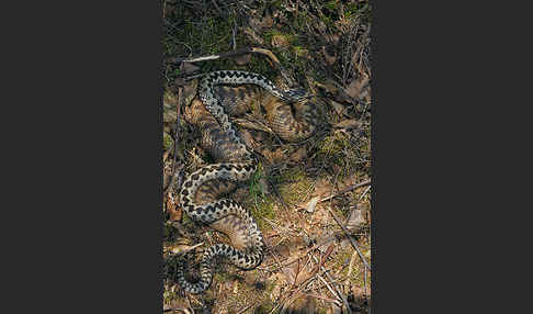 Kreuzotter (Vipera berus)