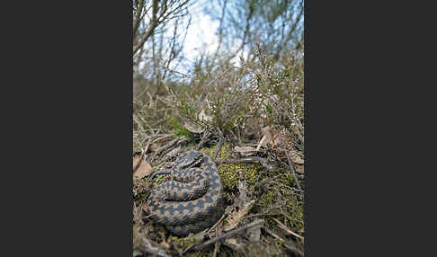 Kreuzotter (Vipera berus)