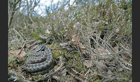 Kreuzotter (Vipera berus)