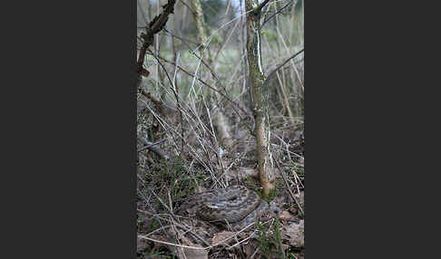 Kreuzotter (Vipera berus)