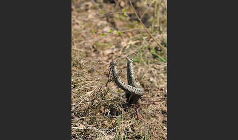 Kreuzotter (Vipera berus)