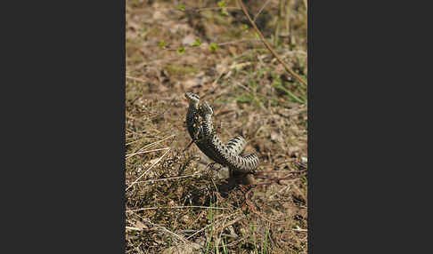 Kreuzotter (Vipera berus)