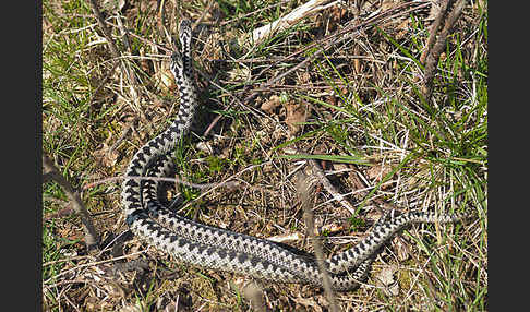 Kreuzotter (Vipera berus)