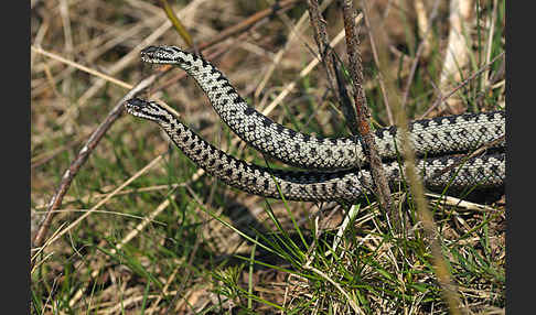 Kreuzotter (Vipera berus)