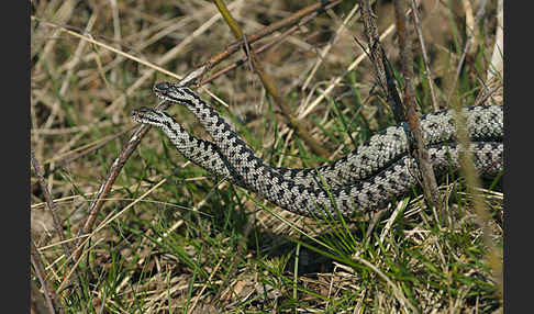 Kreuzotter (Vipera berus)