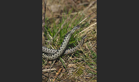 Kreuzotter (Vipera berus)