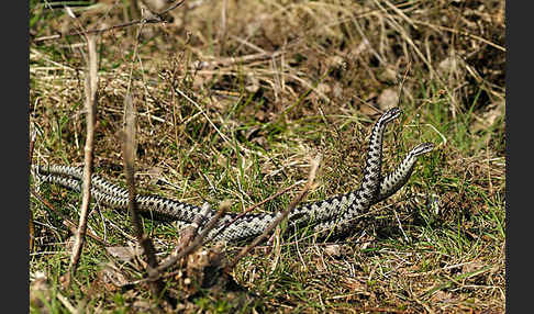 Kreuzotter (Vipera berus)