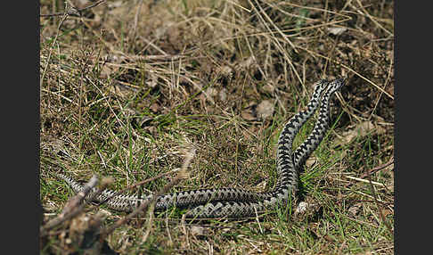 Kreuzotter (Vipera berus)