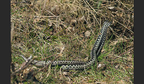 Kreuzotter (Vipera berus)