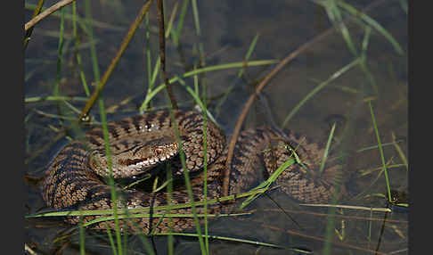 Kreuzotter (Vipera berus)