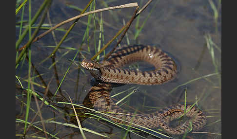 Kreuzotter (Vipera berus)