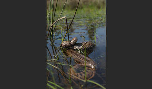 Kreuzotter (Vipera berus)