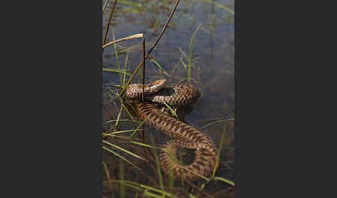 Kreuzotter (Vipera berus)