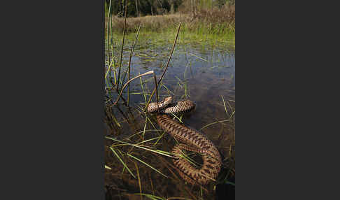 Kreuzotter (Vipera berus)