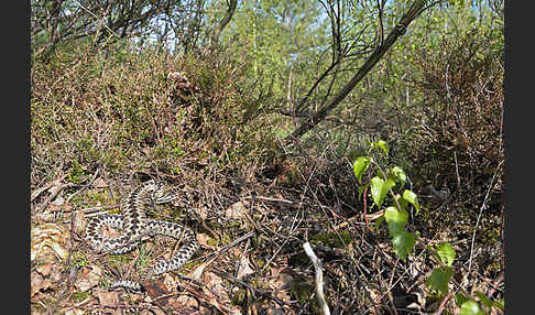 Kreuzotter (Vipera berus)