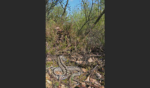 Kreuzotter (Vipera berus)