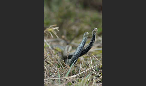 Kreuzotter (Vipera berus)