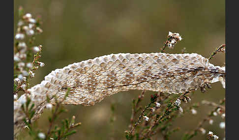 Kreuzotter (Vipera berus)