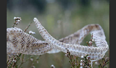 Kreuzotter (Vipera berus)