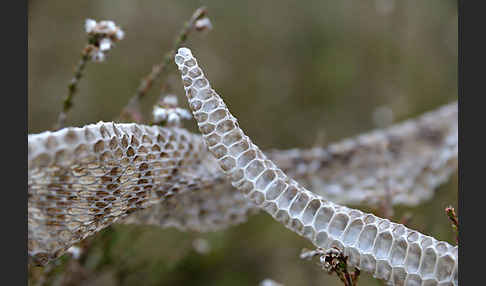 Kreuzotter (Vipera berus)