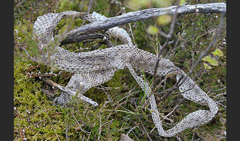 Kreuzotter (Vipera berus)