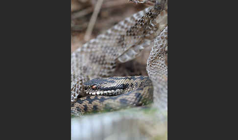 Kreuzotter (Vipera berus)